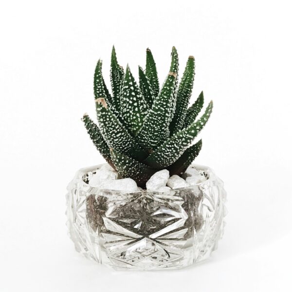 Zebra Haworthia Succulent